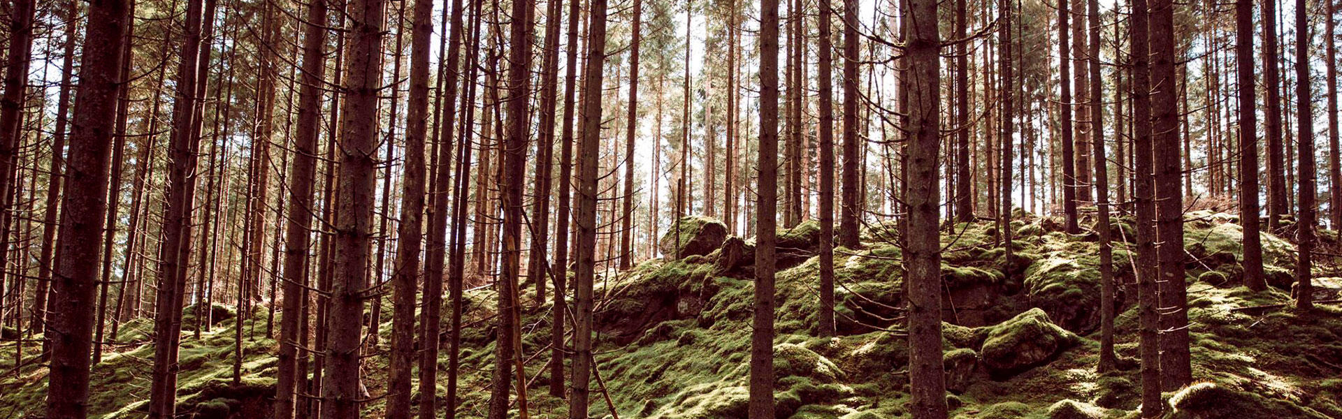 skog